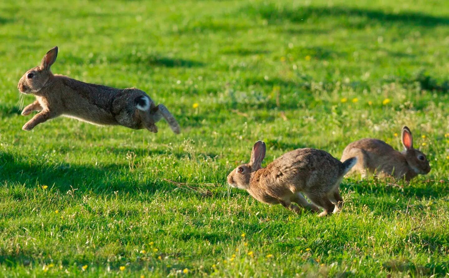 Заяц бежит. Заяц убегает. Заяц прыгает. Кролик в прыжке.