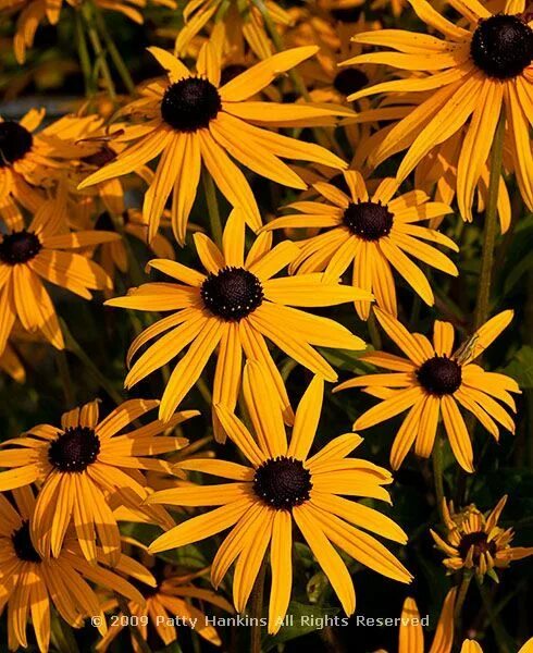 Rudbeckia Botanical decor, Golden garden, Cottage garden