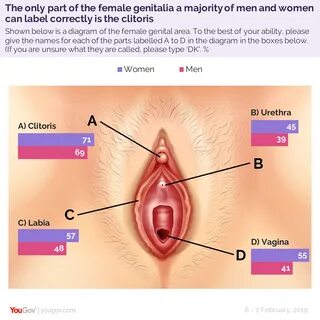 ...as the clitoris is only part that a majority can correctly identify.