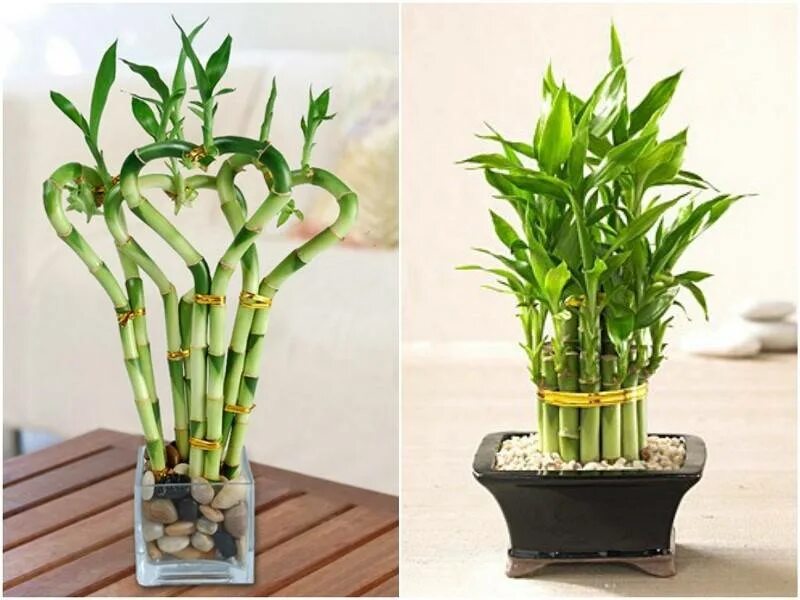 Драцена Сандера Dracaena sanderiana. Бамбук Драцена Сандера. Драцена сандериана (Dracaena sanderiana). Драцена Сандера счастливый бамбук.