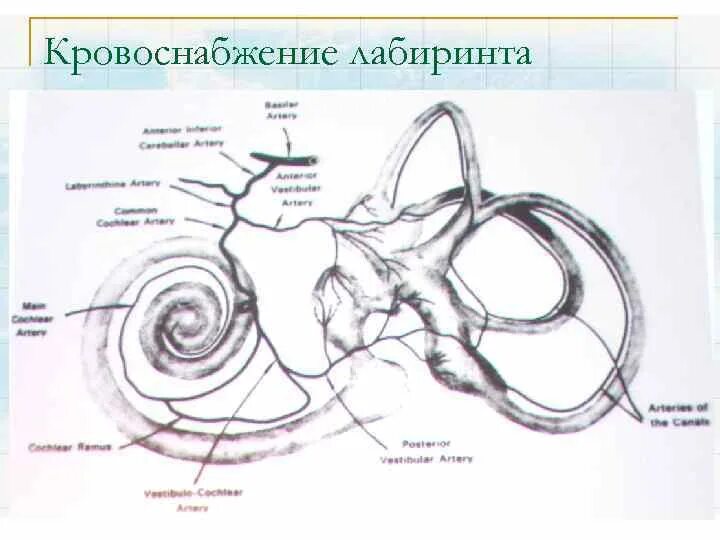 Слуховой и вестибулярный аппарат. Кровоснабжение внутреннего уха схема. Кровоснабжение Лабиринта внутреннего уха. Кровоснабжение улитки внутреннего уха. Внутреннее ухо кровоснабжение.