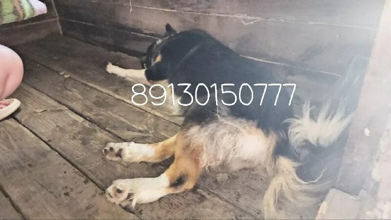 приют для животных. приют для собак в новосибирске. осиротевший приют новосибирск. все собаки. приют дари добро в новосибирске.