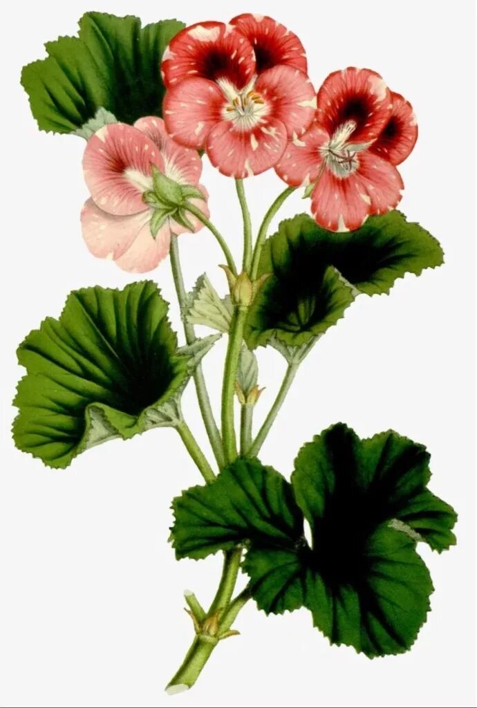 Королевская герань. Pelargonium Roseum. Пеларгония Королевская. Пеларгония розовая (Pelargonium Roseum.