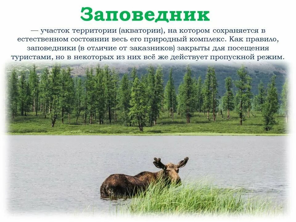 Программу заповедник. 11 января день заповедников и национальных парков. 11 января день заповедников и национальных парков презентация. день заповедника и национального парка. заповедники и национальные парки россии.