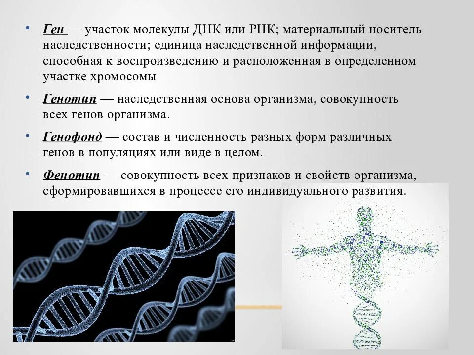 Днк наследственные признаки. Основы генетики. Генетика человека презентация. Основы наследственности генетика. Основы генетики человека.