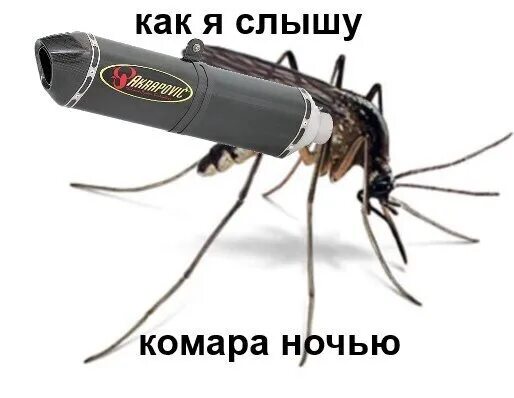 Комар ночью спать. Смешной комар. комары мемы. комар мем.