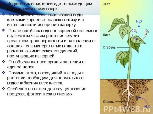 Восходящий и нисходящий ток. Транспорт воды и Минеральных веществ в растении. Восходящий ток у растений. Передвижение по растению. Механизм движения воды по растению.