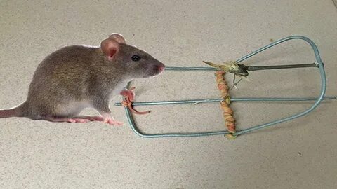 Catch mice