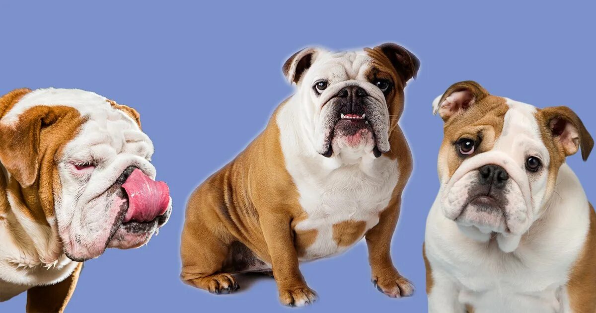 Порода собак бульдог. Минусы английского бульдога. Минусы английского бульдога. Новорожденные щенки английского бульдога. Настоящий настоящий бульдог.