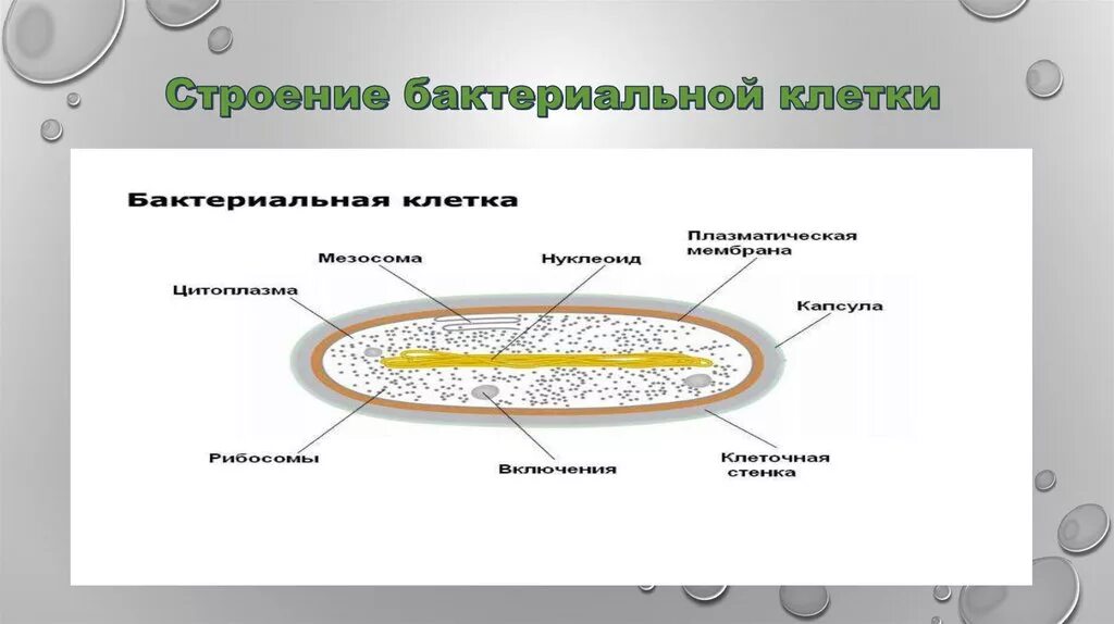 Какие особенности строения бактериальной клетки. Изучить строение бактериальной клетки. Особенности строения клетки бактерии. Структура бактериальной клетки. Особенности строения бактериальной клетки.