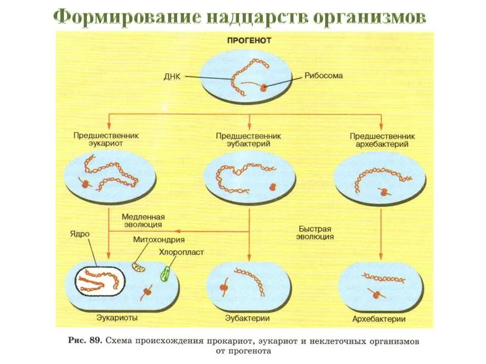 Развитие прокариот. Гипотеза биопоэза этапы. Теория биопоэза этап биологической эволюции. Схема возникновения эукариот. Возникновение эукариот от прокариот.