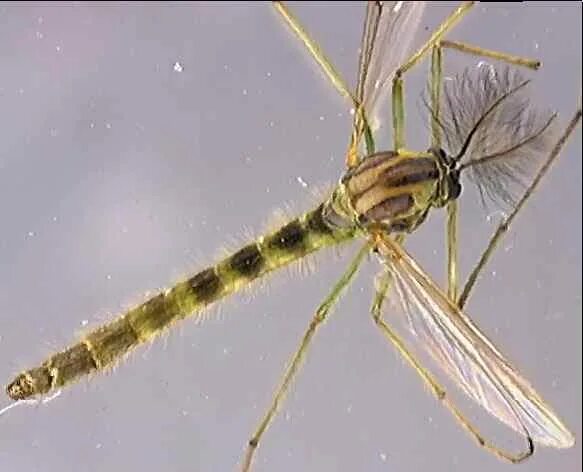 Chironomus dorsalis. Chironomus riparius. Комар-звонец Chironomus plumosus. Комар членистоногие двукрылые