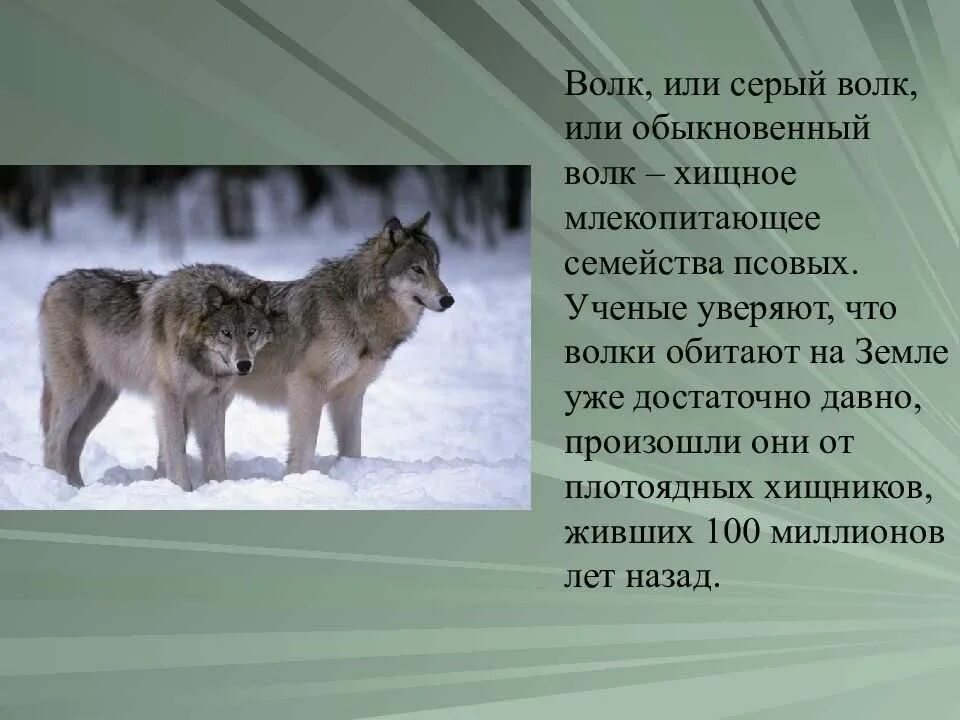 Сколько лет живут волки. Информация о волке. Сообщение о волке. Рассказ про волка. Небольшой доклад про волка.