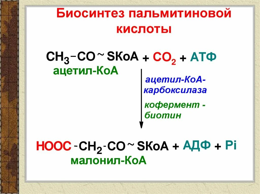 Синтез пальмитиновой кислоты. Биосинтез пальмитиновой кислоты. Суммарное уравнение биосинтеза пальмитиновой кислоты. Образование пальмитиновой кислоты из ацетил КОА.