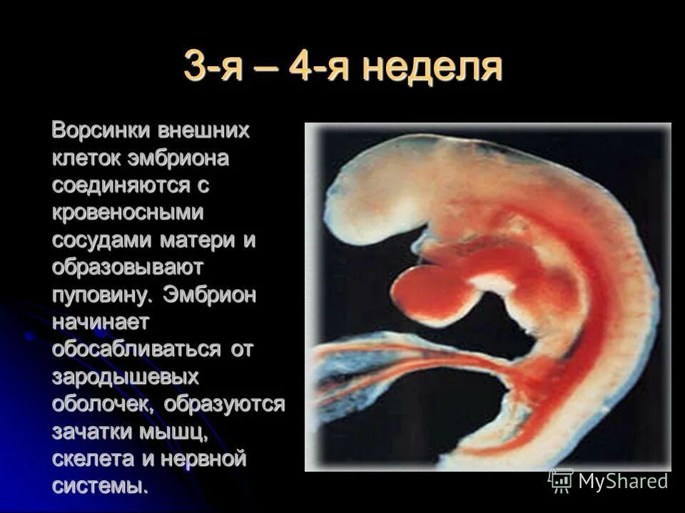 Внутриутробное развитие организма