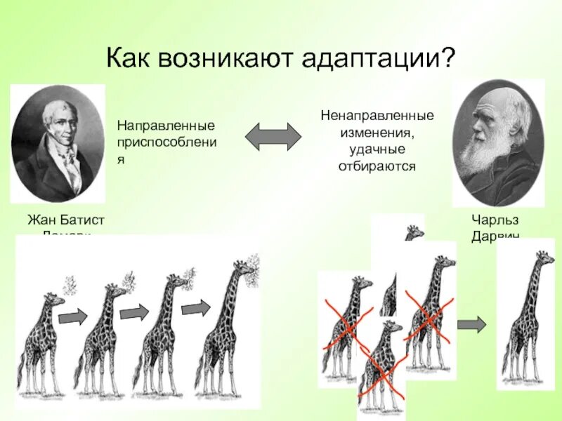 Адаптации дарвин. Адаптация Дарвин. Адаптация по Дарвину. Как появляются адаптации.