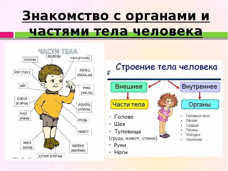 Внешнее строение человека 3. Строение человека части тела. Части тела человека названия для детей. Внешнее и внутреннее строение человека. Строение тела человека внешнее строение части тела.