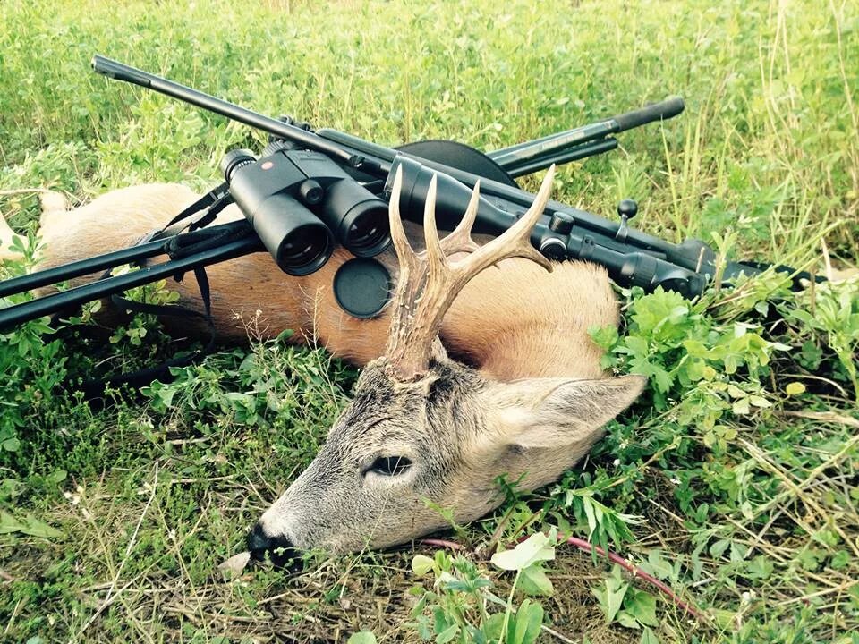 Браконьерская охота в тундре. Отстрел. Охота на косулю в новосибирской области. 35. Отстрел.