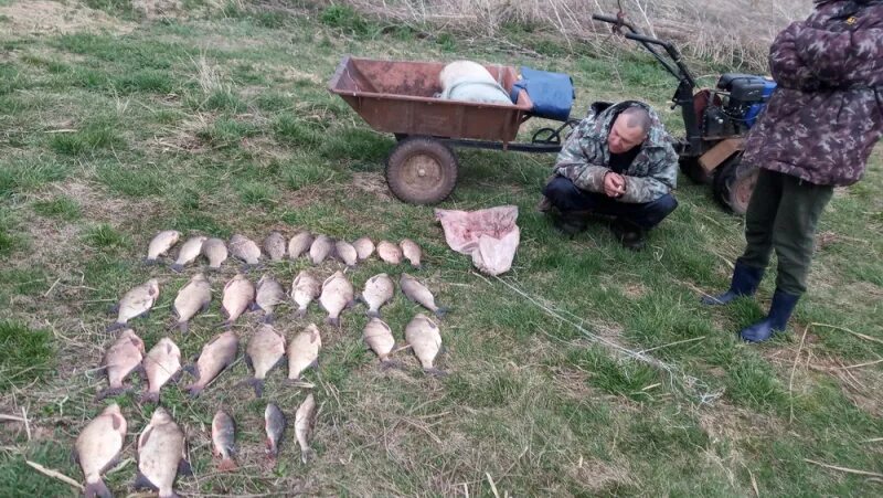 Рп 5 алексеевское. В Судаке поймали браконьеров. Рыбы в Алексеевке. Река Кама рыбы.