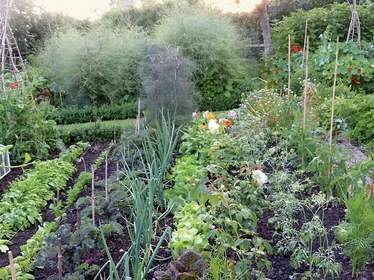 Огород по английски. Огород от чарли. allotment gardening. английский огород 50 года. allotment vs garden.
