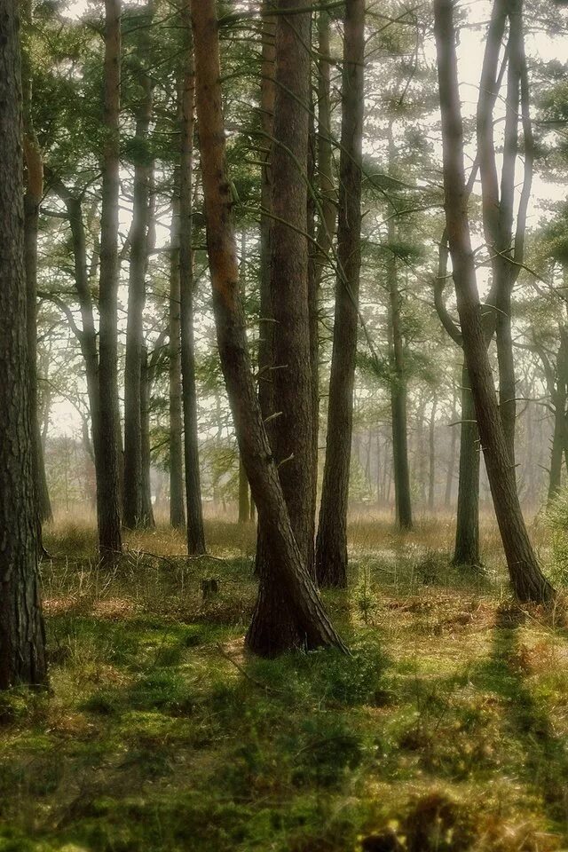 Фото леса. Сосновый лес панорама. Леса Дании. Хвойный лес картинки. Пробуждение леса