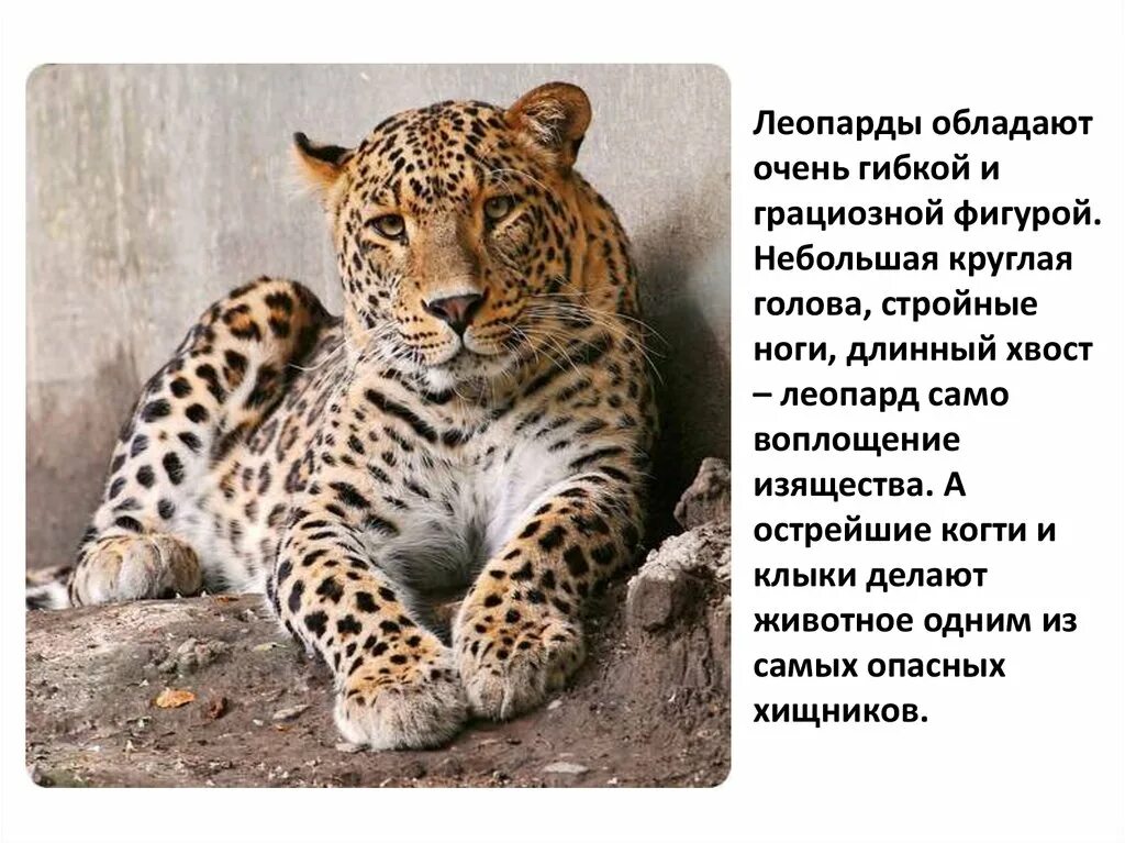 Леопард читать. Красная книга россии. животные. краснокнижные животные. животные из красной книги россии фото и описание. животные из красной книги леопард.