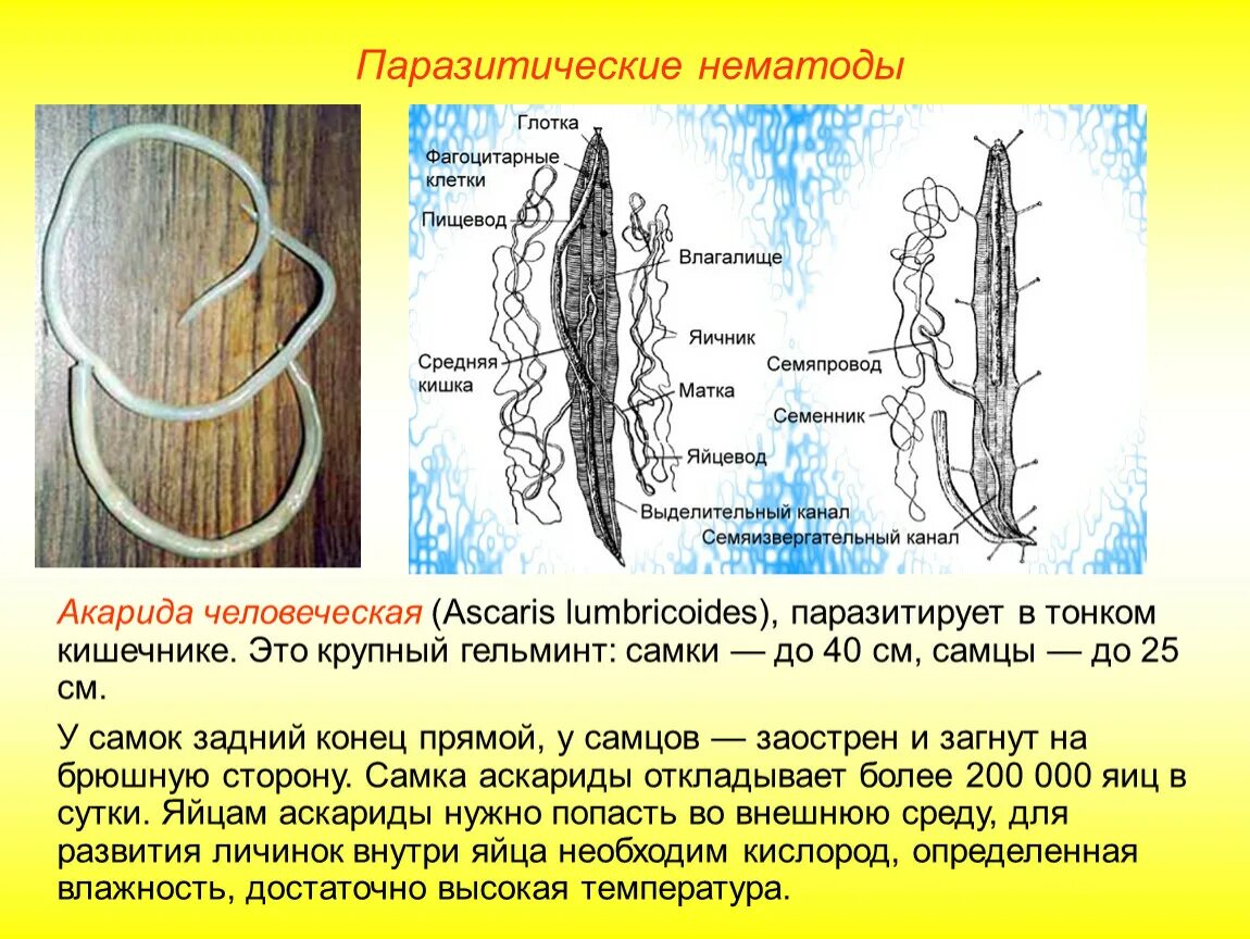 Паразитирующие нематоды. Нематоды строение. Клетки пищевода