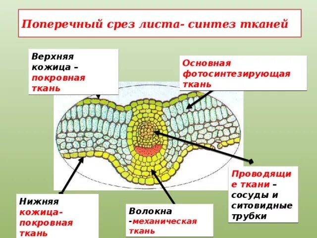 Какие клетки образуются листовую пластинку. Основная фотосинтезирующая ткань листа. Жилка листа поперечный срез листа. Покровная ткань листа камелии. Срез листа камелии схема.