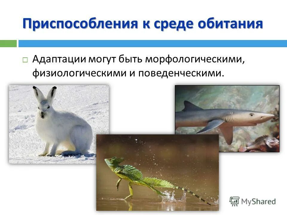 частные приспособления идиоадаптации. приспособления к условиям среды наземно-воздушной. морфологические физиологические и поведенческие адаптации. направления эволюции: ароморфоз, идиоадаптация, дегенерация. частные приспособления к условиям среды.