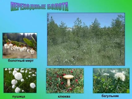 Болото 1 класс