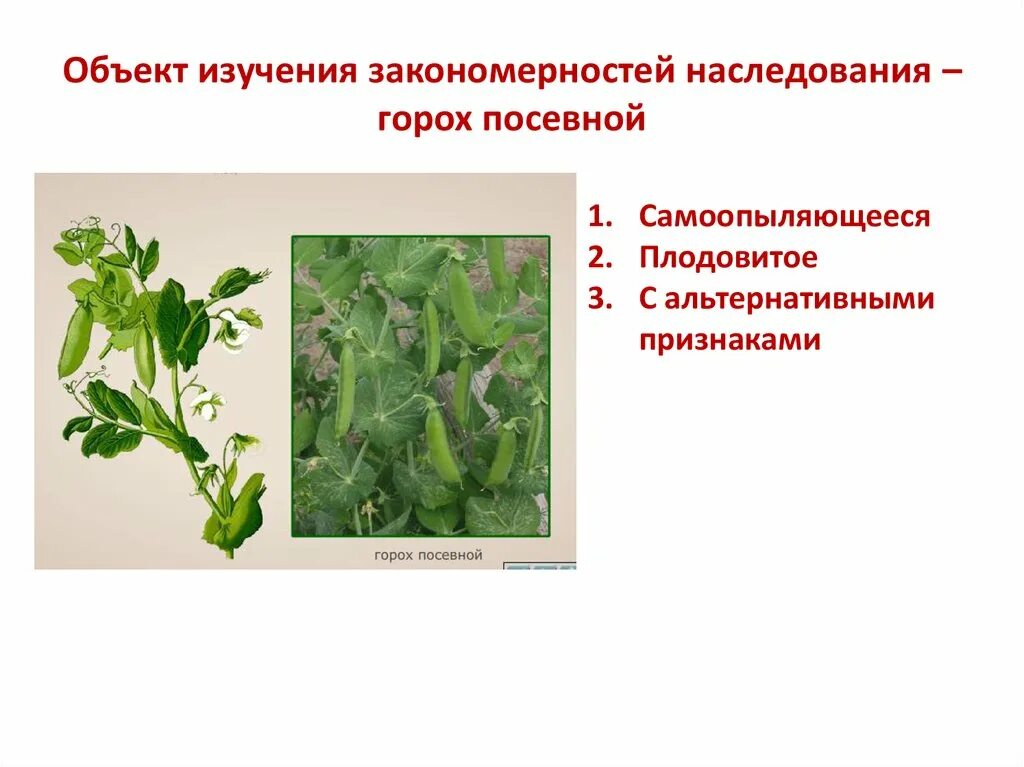 Наследственность горох. Систематика гороха посевного. Горох посевной таксоны. Признаки гороха посевного. Классификация горошка.