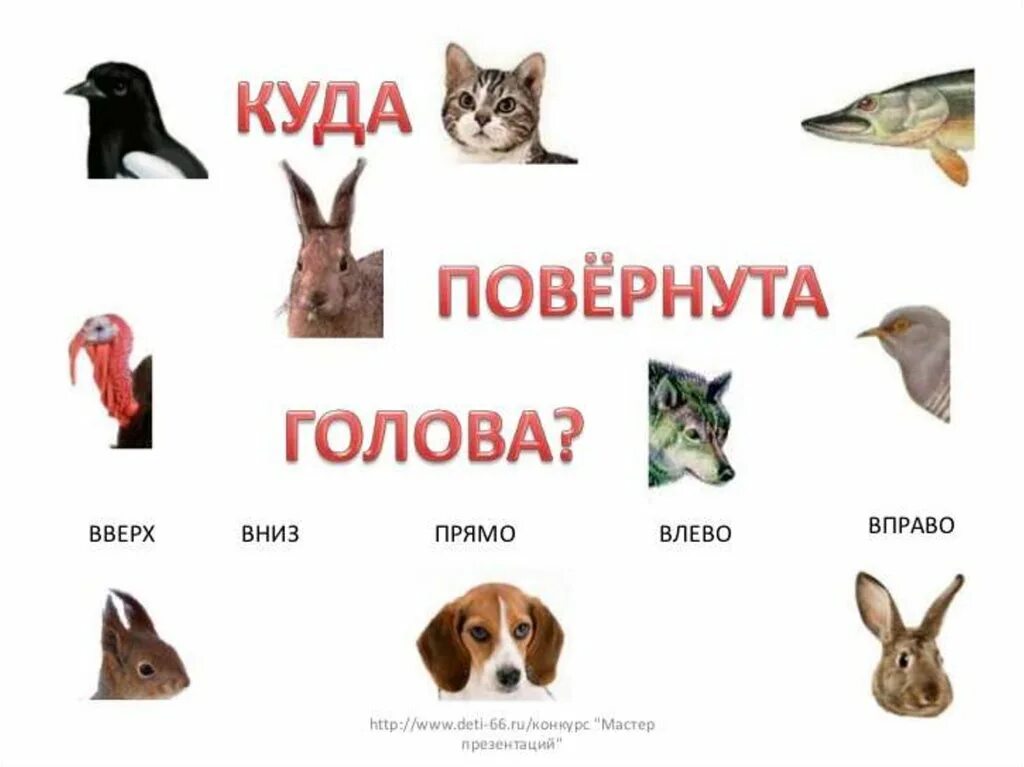 Оленьи рога притяжательное прилагательное