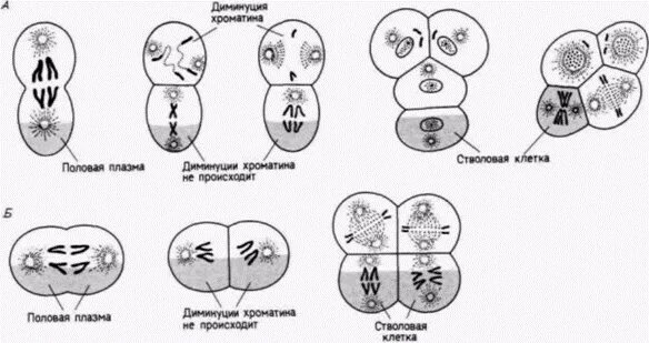 Диминуция хроматина. Стадия синкариона. Синкарион и сингамич сингамия разница. Детерминация клеток