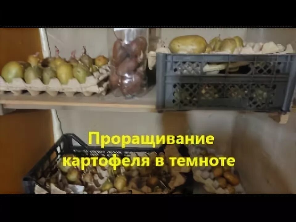 Проращивание картофеля в ячейках из под яиц. Картофель в темноте и картофель на свету. Проращивание картофеля в темноте или на свету. Как лучше проращивать картофель для посадки в темноте или на свету. Проращивать картофель в темноте или на свету