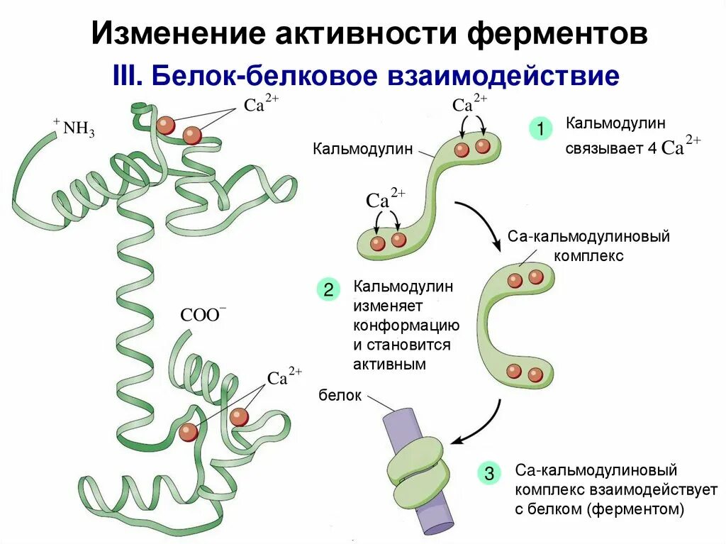 Белково белковые взаимодействия. Белок-белковые взаимодействия. Механизм белок белкового взаимодействия. Кальмодулин. Белок белковое взаимодействие схема.