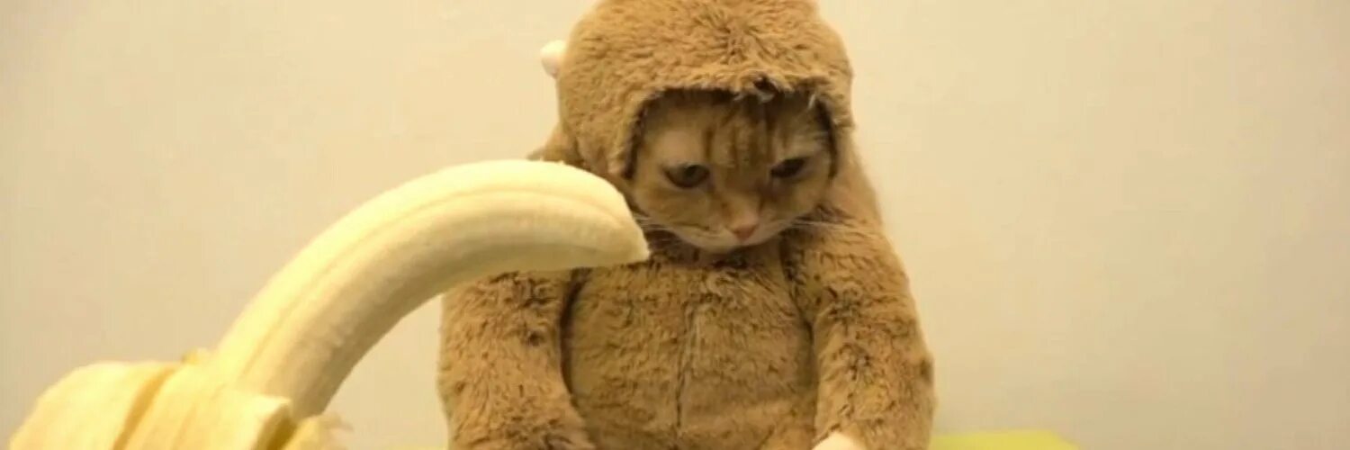 Коте обезьянка. Обезьяна с бананом Мем. Костюм обезьянки для кошек. Котенок банан. Кот в костюме тигра.