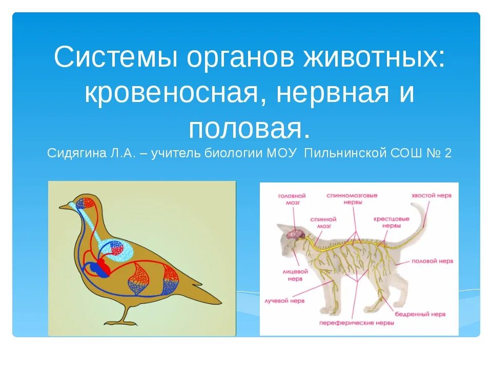 Функции половой системы животных. Система органов животного. Системы органов животных схема. Функции систем животных. Ткани органы системы органов животных