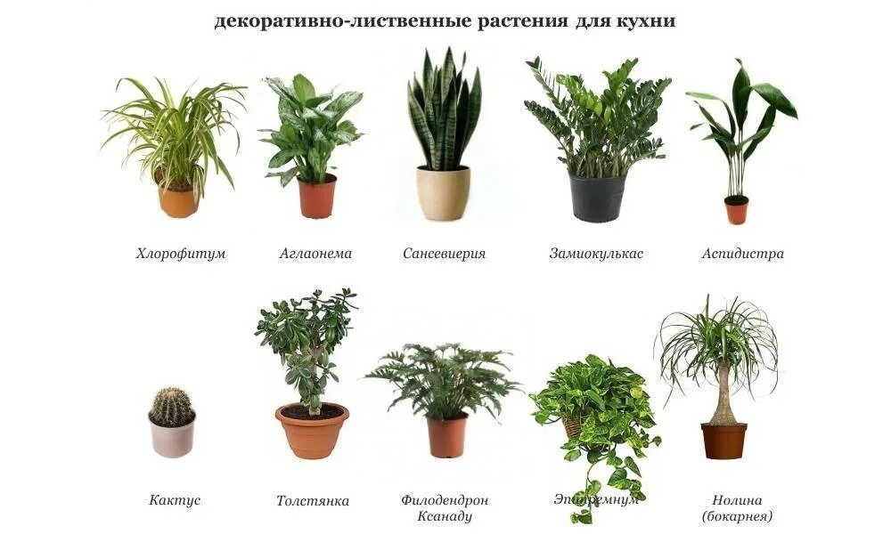 Виды комнатных цветов с фото и названиями: найдено 89 изображений