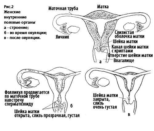 Овуляция половые губы