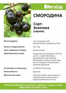 Смородина экзотика описание отзывы