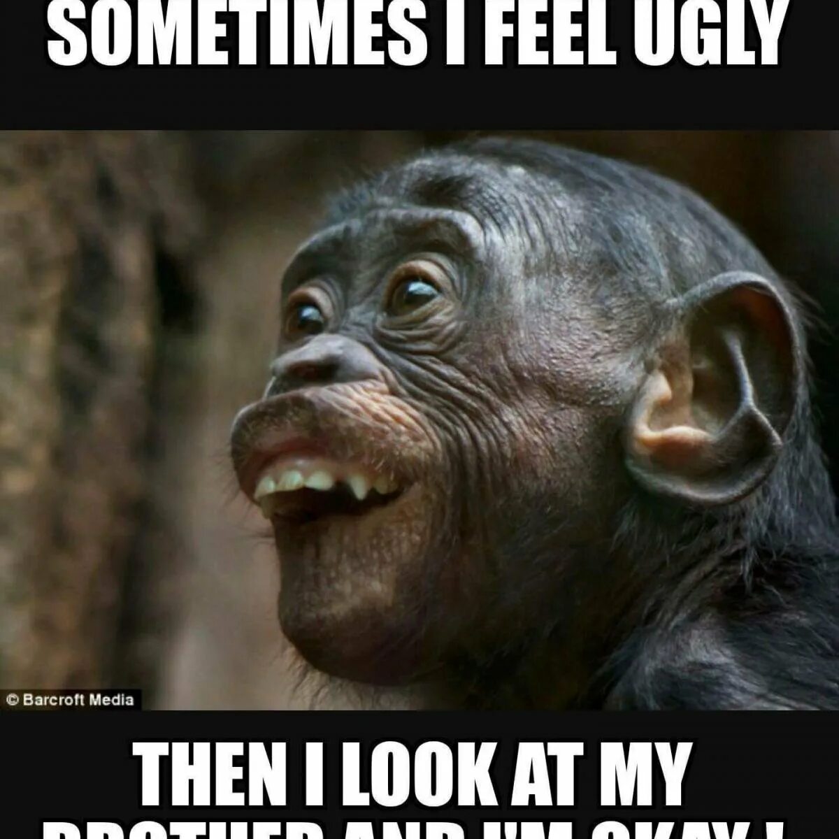 Обезьяна с едой. Детеныш шимпанзе. Смешные обезьяны. Исправить ошибку в образовании формы слова. Пирог более вкуснее забавный шимпанзе.