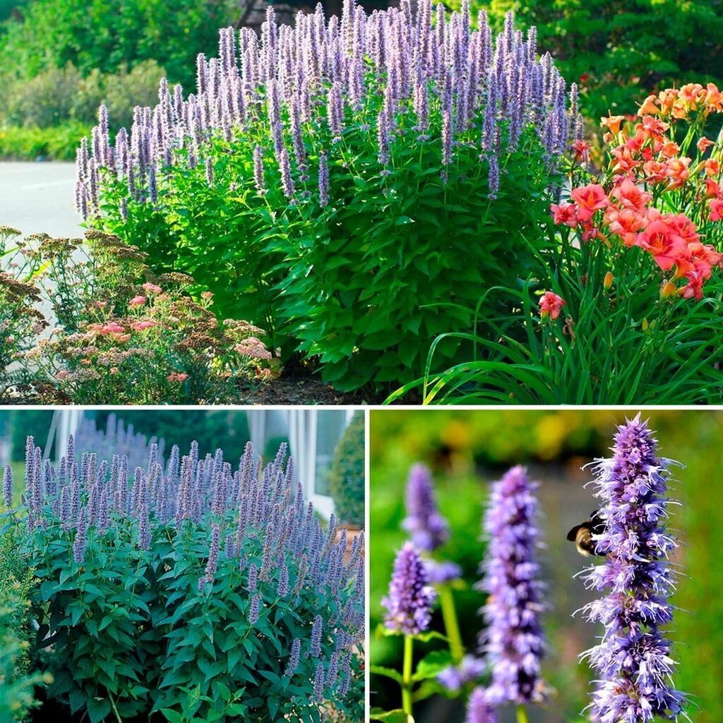 Agastache 'Blue Boa' TERRA NOVA ® Nurseries, Inc.