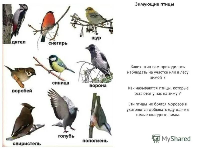 Какая птица не остается зимовать