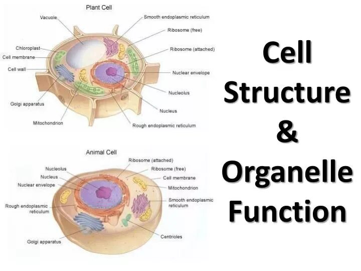 Structure essentials. Cell structure. functions of cells. cell structure &amp; function. structure of the plant cell nucleus.