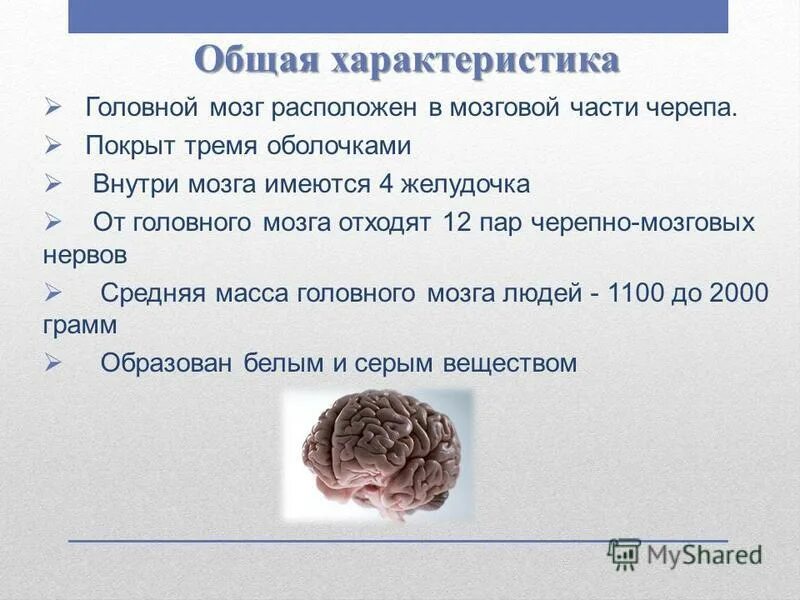 1 масса головного мозга. Характеристика головного мозга. Краткая характеристика головного мозга. Охарактеризовать головной мозг. Характеристика головного мозга человека.