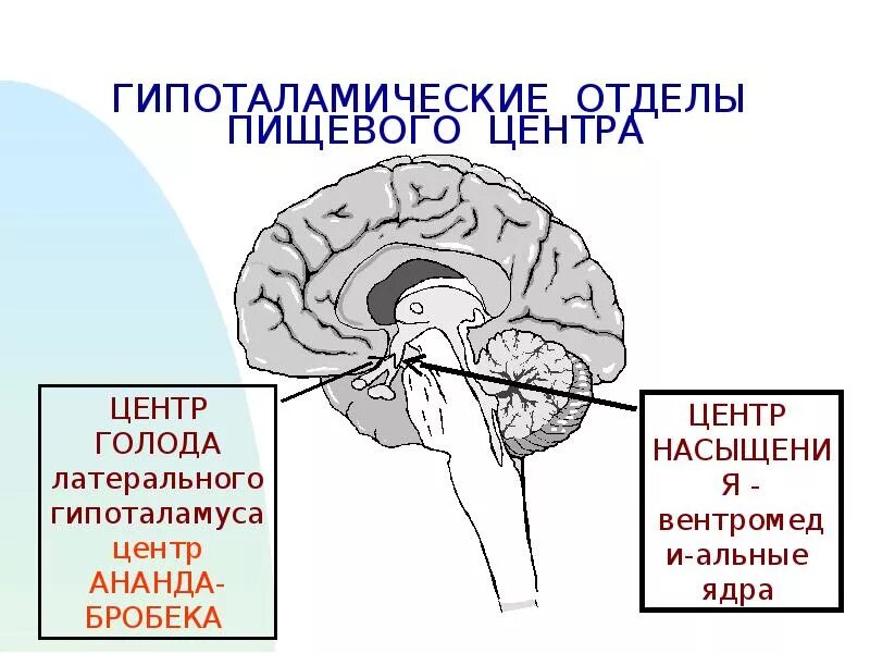 Центр голода в головном мозге. Гипоталамус пищевой центр. Отделы пищевого центра. Центр голода и насыщения. Гипоталамические ядра пищевого центра.