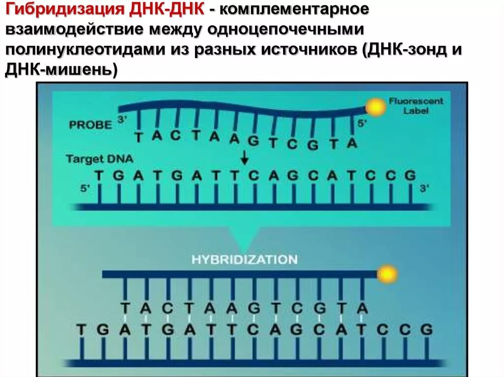 Днк зонд. Метод ДНК-ДНК гибридизации. Гибридизация ДНК. Гибридизационные ДНК-зонды. Гибридизация ДНК И РНК.
