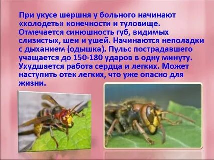 Почему опасен укус