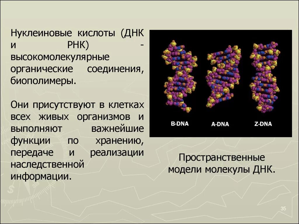 Строение нуклеиновых кислот ДНК И РНК. Строение ДНК, РНК, их функции в организме. Нуклеиновые кислоты ДНК строение и функции.