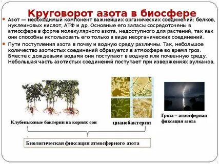 Фиксируют бактерии